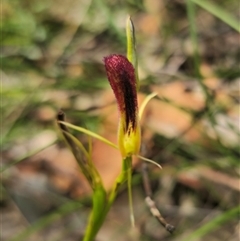 Cryptostylis hunteriana at Mannering Park, NSW - suppressed
