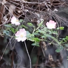 Rosa rubiginosa at Uriarra, NSW - 23 Nov 2024 by JimL