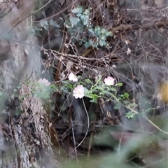 Rosa rubiginosa at Uriarra, NSW - 23 Nov 2024 07:05 PM