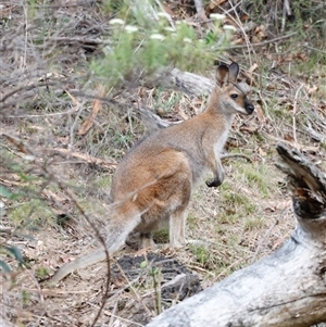 Notamacropus rufogriseus (Red-necked Wallaby) at Uriarra, NSW by JimL