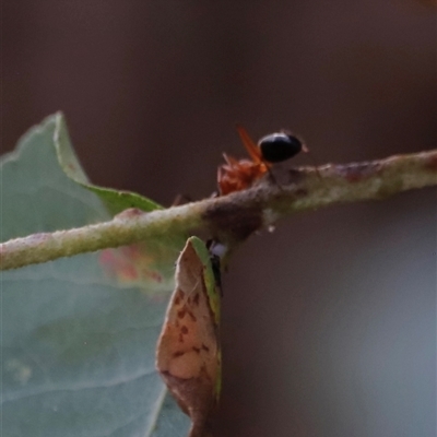 Camponotus consobrinus (Banded sugar ant) at Uriarra, NSW - 23 Nov 2024 by JimL