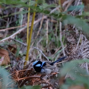 Malurus cyaneus (Superb Fairywren) at Uriarra, NSW by JimL