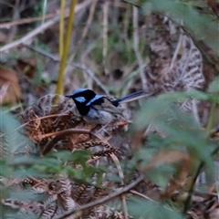 Malurus cyaneus at Uriarra, NSW - 23 Nov 2024 07:18 PM