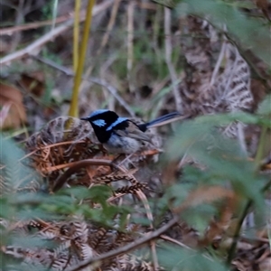 Malurus cyaneus at Uriarra, NSW - 23 Nov 2024 07:18 PM