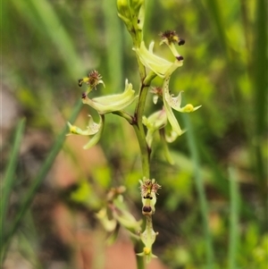 Arthrochilus prolixus (Wispy Elbow Orchid) at Lake Munmorah, NSW by Csteele4