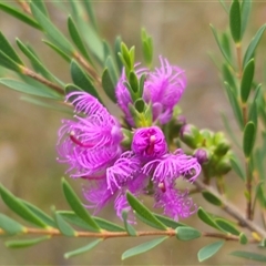 Melaleuca thymifolia at Limeburners Creek, NSW - 24 Nov 2024 by Csteele4