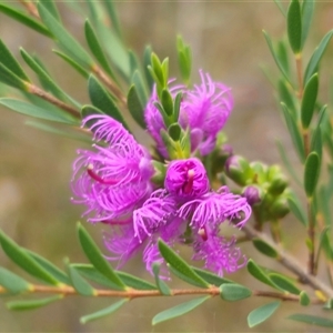 Melaleuca thymifolia at Limeburners Creek, NSW - 24 Nov 2024 05:54 PM