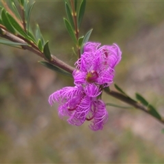 Melaleuca thymifolia at Limeburners Creek, NSW - 24 Nov 2024 05:54 PM