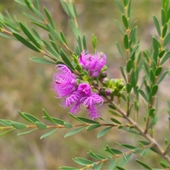 Melaleuca thymifolia at Limeburners Creek, NSW - 24 Nov 2024 05:54 PM