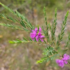 Melaleuca thymifolia at Limeburners Creek, NSW - 24 Nov 2024 05:54 PM