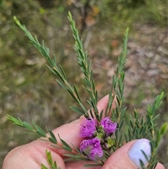 Melaleuca thymifolia at Limeburners Creek, NSW - 24 Nov 2024