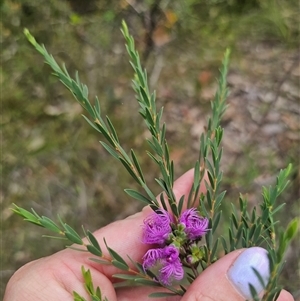 Melaleuca thymifolia at Limeburners Creek, NSW - 24 Nov 2024