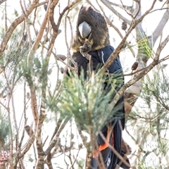 Calyptorhynchus lathami lathami (Glossy Black-Cockatoo) at Penrose, NSW - 14 May 2020 by Aussiegall