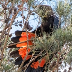 Calyptorhynchus lathami lathami at Penrose, NSW - suppressed