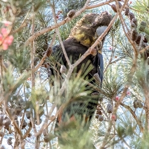 Calyptorhynchus lathami lathami at Penrose, NSW - suppressed
