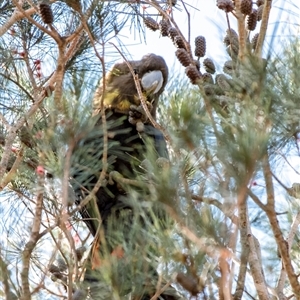 Calyptorhynchus lathami lathami at Penrose, NSW - suppressed
