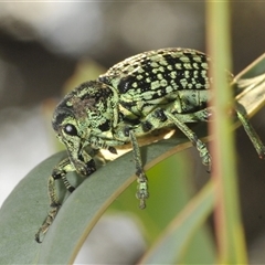 Chrysolopus spectabilis at Denman Prospect, ACT - 24 Nov 2024 by Harrisi