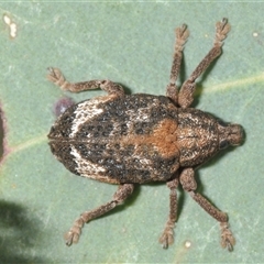 Oxyops fasciatus (A weevil) at Denman Prospect, ACT - 24 Nov 2024 by Harrisi