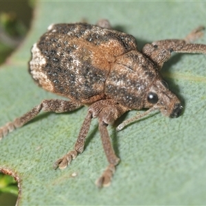 Oxyops fasciatus at Denman Prospect, ACT - 24 Nov 2024