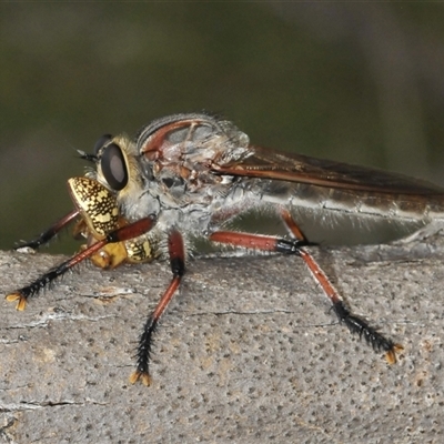 Neoaratus hercules (Herculean Robber Fly) at Denman Prospect, ACT - 24 Nov 2024 by Harrisi