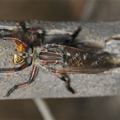 Neoaratus hercules at Denman Prospect, ACT - 24 Nov 2024