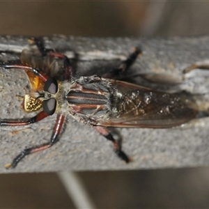 Neoaratus hercules at Denman Prospect, ACT - 24 Nov 2024