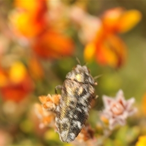 Ethonion reichei at Dry Plain, NSW - 23 Nov 2024