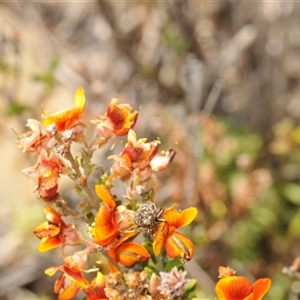 Ethonion reichei at Dry Plain, NSW - 23 Nov 2024