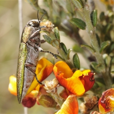 Melobasis propinqua (Propinqua jewel beetle) at Dry Plain, NSW - 23 Nov 2024 by Harrisi