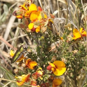 Melobasis propinqua at Dry Plain, NSW - 23 Nov 2024