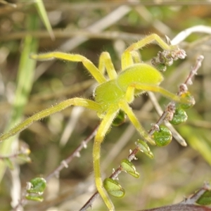 Neosparassus patellatus at Dry Plain, NSW - 23 Nov 2024