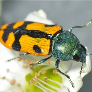 Castiarina scalaris at Denman Prospect, ACT - 24 Nov 2024