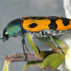 Castiarina scalaris at Denman Prospect, ACT - 24 Nov 2024