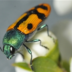 Castiarina scalaris at Denman Prospect, ACT - 24 Nov 2024 04:06 PM