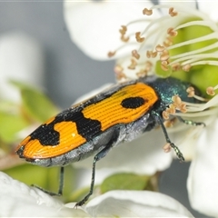 Castiarina scalaris at Denman Prospect, ACT - 24 Nov 2024