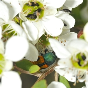 Castiarina scalaris at Denman Prospect, ACT - 24 Nov 2024