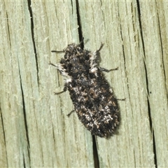 Leperina lacera (Trogossitid beetle) at Bredbo, NSW - 23 Nov 2024 by Harrisi