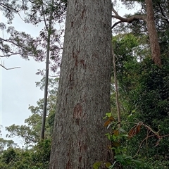 Eucalyptus acmenoides at Pipeclay, NSW - 19 Nov 2024 by MVM