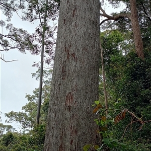 Eucalyptus acmenoides at Pipeclay, NSW by MVM