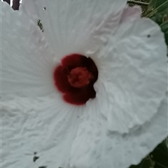 Hibiscus heterophyllus at Pipeclay, NSW - 19 Nov 2024 by MVM