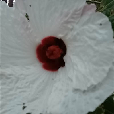 Hibiscus heterophyllus at Pipeclay, NSW - 19 Nov 2024 by MVM