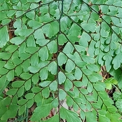 Unidentified Plant at Pipeclay, NSW - 21 Nov 2024 by MVM