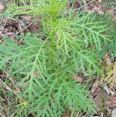 Unidentified Plant at Pipeclay, NSW - 19 Nov 2024 by MVM