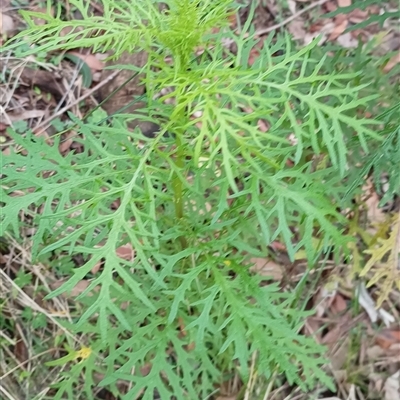 Unidentified Plant at Pipeclay, NSW - 19 Nov 2024 by MVM