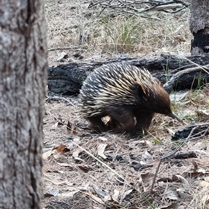 Tachyglossus aculeatus at Tathra, NSW - 22 Nov 2024 07:06 PM