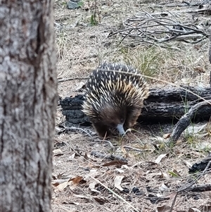 Tachyglossus aculeatus at Tathra, NSW - 22 Nov 2024 07:06 PM