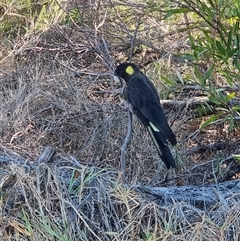 Zanda funerea (Yellow-tailed Black-Cockatoo) at Tathra, NSW - 23 Nov 2024 by MattYoung