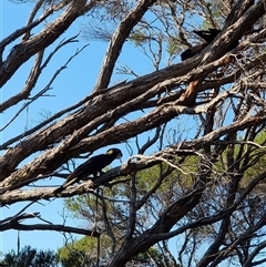 Zanda funerea at Tathra, NSW - 23 Nov 2024