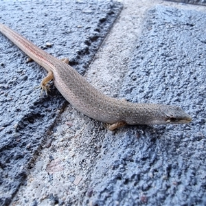 Saproscincus mustelinus at Tathra, NSW - 8 Nov 2024 04:54 PM