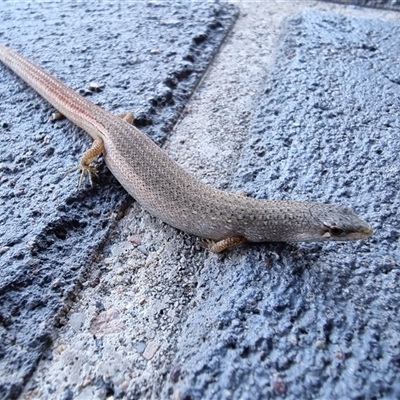Saproscincus mustelinus (Weasel Skink) at Tathra, NSW - 8 Nov 2024 by MattYoung